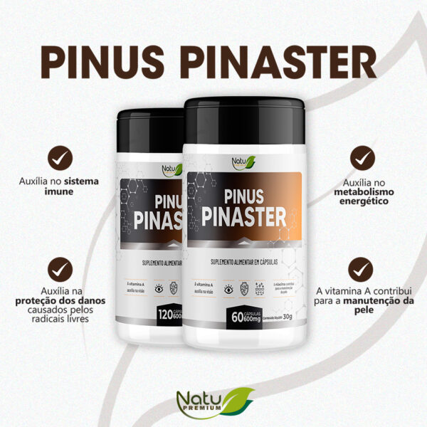 Pinus Pinaster - Image 2